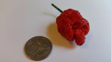 7 Pot Bubblegum - Seeds - The Pepper Pantry (Formerly Marie Sharp's)